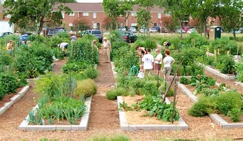 Growing Together: Westbury Community Garden Cultivates a Greener Future
